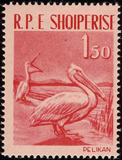 阿尔巴尼亚大型涉禽