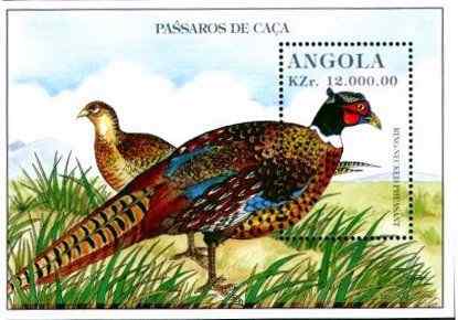 鸟类小型张安哥拉雉鸡