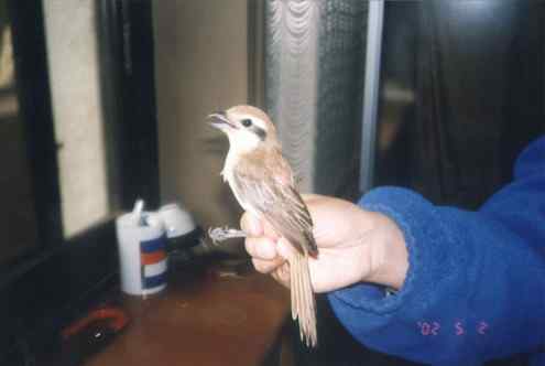 我在北戴河做鸟类环志志愿者