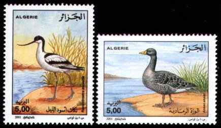 阿尔及利亚 水鸟