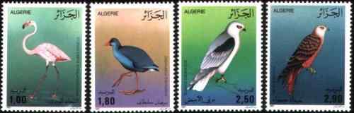 阿尔及利亚大火烈鸟