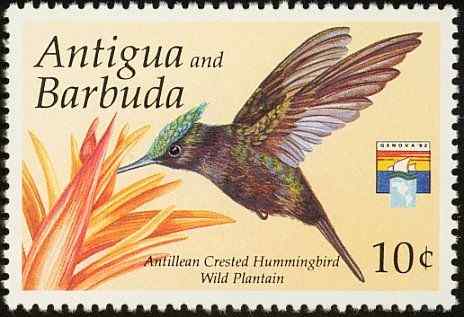 加勒比蜂鸟大全