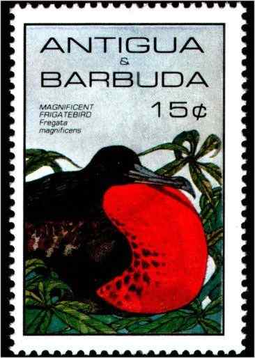 海上生物华丽军舰鸟