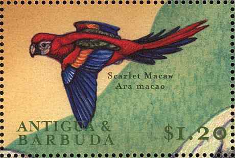 加勒比蜂鸟等鸟类