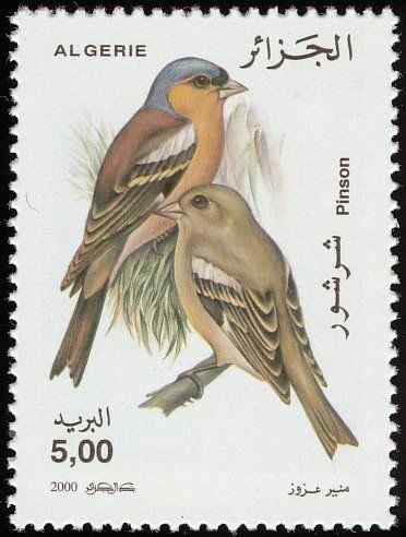 阿尔及利亚鸟类--燕雀