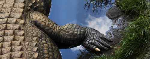 2009《国家地理》摄影大赛揭晓:加拿大萤火虫派对 2009《国家地理》摄影大赛揭晓:加拿大萤火虫派对