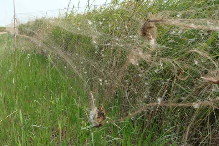 天津北大港水库湿地 候鸟家园成坟墓（爱鸟人士的战斗日记之二）