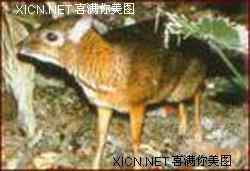 世上最小的动物大全