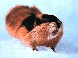 动物的性爱！—— 令人惊叹还是嫉妒