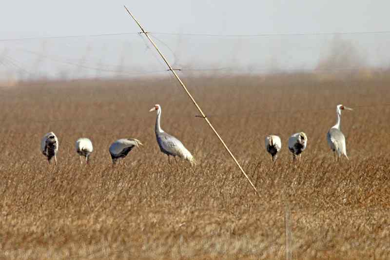 天津北大港水库湿地 候鸟家园成坟墓（爱鸟人士的战斗日记）