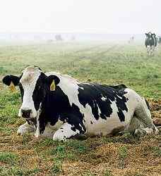 人类关于动物界的几大误解