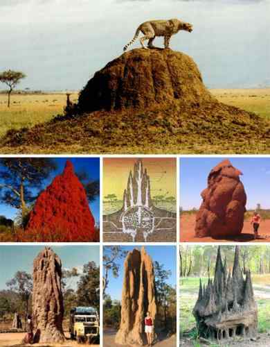 盘点自然界七大动物建筑师