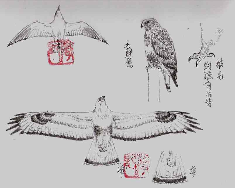 云南猛禽的识别第二编——鵟 云南猛禽的识别第二编——鵟