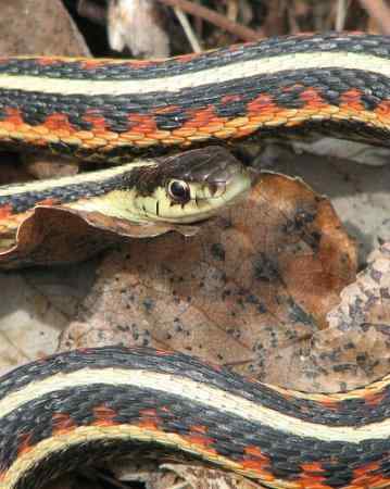 动物世界十大匪夷所思的交配性爱方式