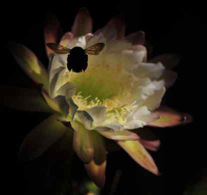 2009《国家地理》摄影大赛揭晓:加拿大萤火虫派对 2009《国家地理》摄影大赛揭晓:加拿大萤火虫派对