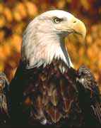 隼形目猛禽的分类