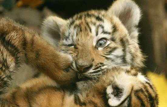 英国《每日电讯报》选出2008年度动物图片