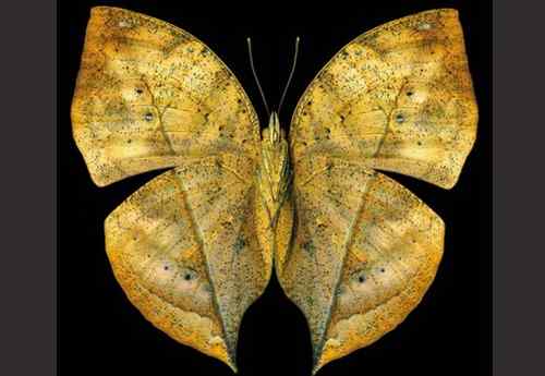 美刊评出八大最美蝴蝶枯叶蝶化身落叶