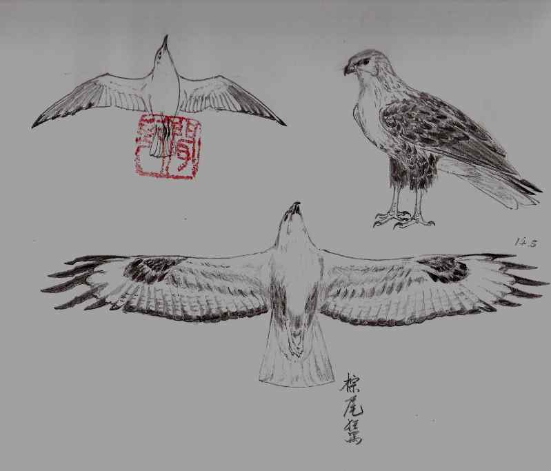 云南猛禽的识别第二编——鵟 云南猛禽的识别第二编——鵟