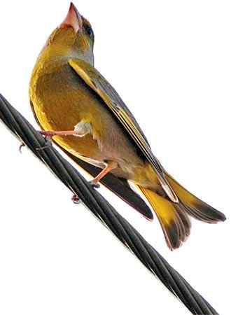 欧洲鸟类东进中国之谜:金翅鸟10年扩展800公里