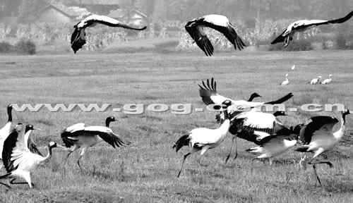 一级保护鸟黑颈鹤贵州过冬预计将逾1300只