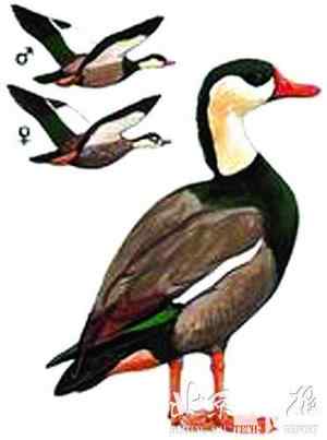 生物灭绝加速上世纪中国灭绝10种野生动物(图)