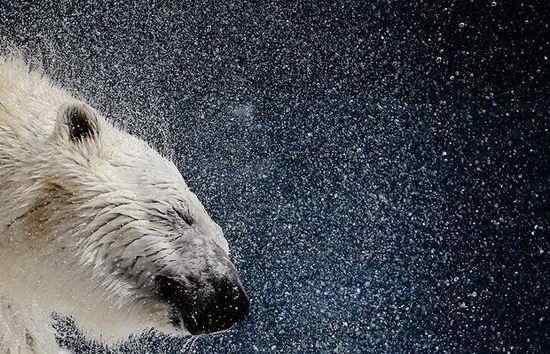 英国《每日电讯报》选出2008年度动物图片