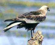 隼形目猛禽的分类