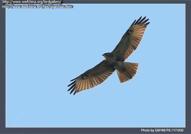 云南猛禽的识别——鵟，鵟鹰，鸢和鹗（一）