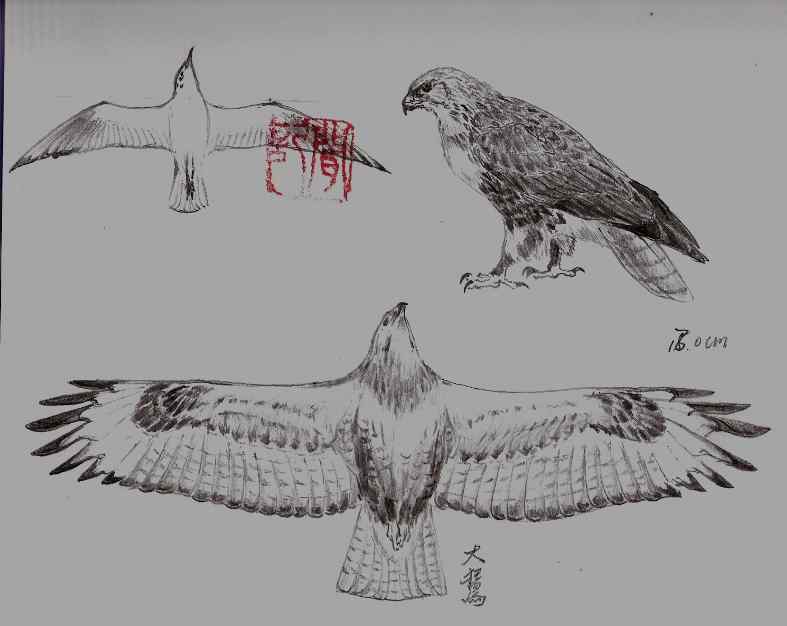 云南猛禽的识别——鵟，鵟鹰，鸢和鹗（一）