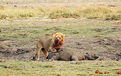 狮子与大象的对决