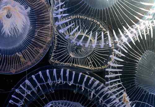 西里伯斯海发现大量奇特海洋生物