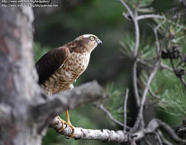 云南猛禽识别——鹰，鹞，黑翅鸢（一）