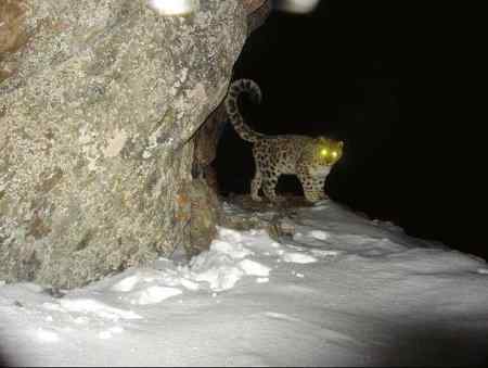 邛崃山系首次拍到野生雪豹实体照珍贵如熊猫