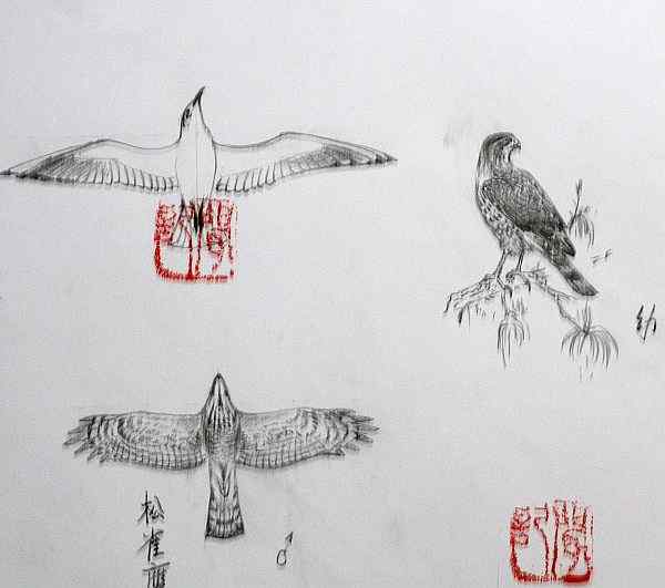 云南猛禽识别——鹰，鹞，黑翅鸢（二）