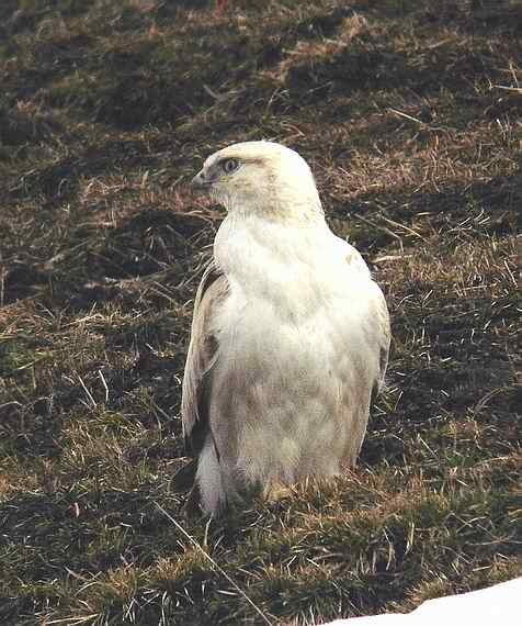 云南猛禽的识别第二编——鵟 云南猛禽的识别第二编——鵟