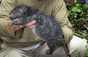 《时代》评选出2009十大新物种博萨维毛鼠居榜首