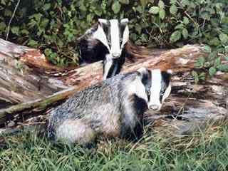 动物的性爱！—— 令人惊叹还是嫉妒