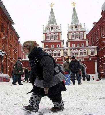 英国《每日电讯报》选出2008年度动物图片