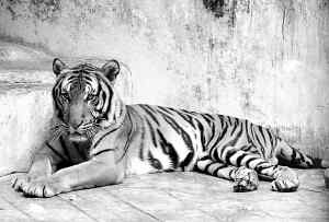 近亲结婚让华南虎濒临绝种