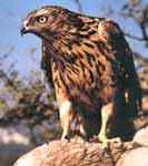 隼形目猛禽的分类