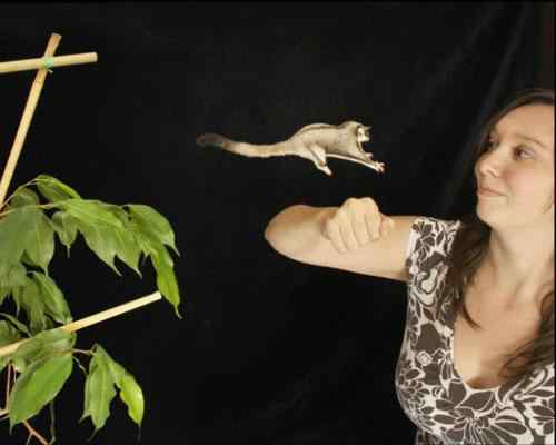 神奇飞袋鼠数秒滑翔60米风靡英国 神奇飞袋鼠数秒滑翔60米风靡英国