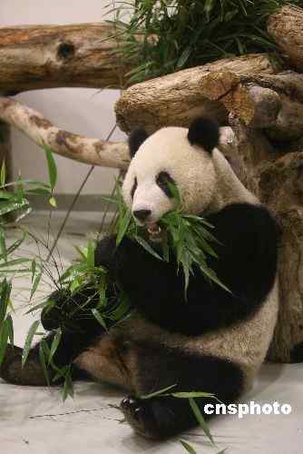 赠台熊猫将进行30天检疫料春节前与台民众见面