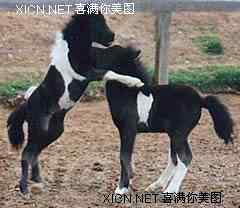 世上最小的动物大全