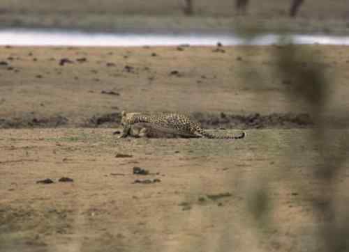 摄影师拍到非洲猎豹猎杀鳄鱼瞬间 摄影师拍到非洲猎豹猎杀鳄鱼瞬间