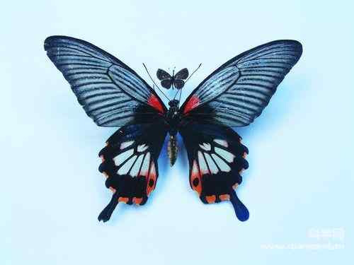 中国发现最小蝶种翅展宽度不足17毫米