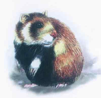 19、20世纪灭绝的动物