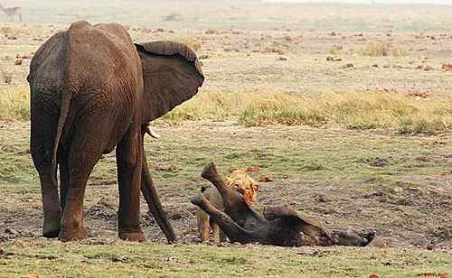 狮子与大象的对决