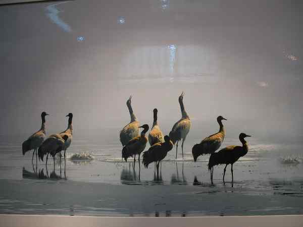 云南昭通黑颈鹤摄影展开幕式暨“中国黑颈鹤之乡”授牌仪式在昆明举行