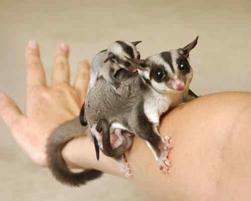 神奇飞袋鼠数秒滑翔60米风靡英国 神奇飞袋鼠数秒滑翔60米风靡英国